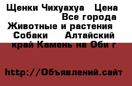 Щенки Чихуахуа › Цена ­ 12000-15000 - Все города Животные и растения » Собаки   . Алтайский край,Камень-на-Оби г.